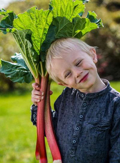 One little preschool boy who have Harvest one great bunch...