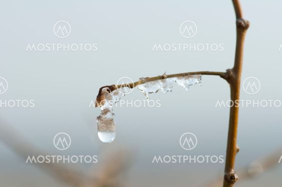 Frozen dew drops on a branch