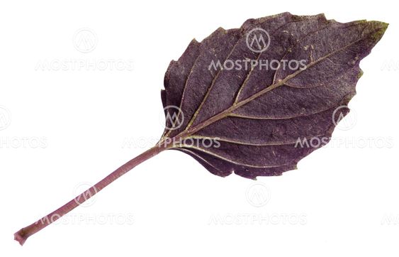 fresh leaf of purple basil herb isolated