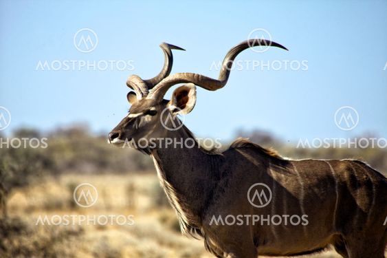 a grand kudu in etosha national park