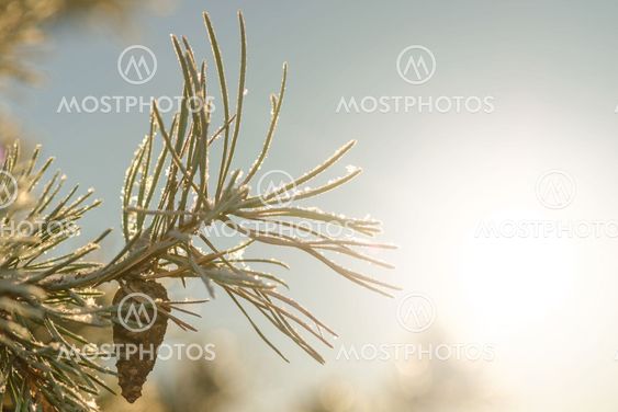 Frosty spruce twig with a cone during winter and sunlight