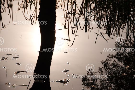 Reflective Water