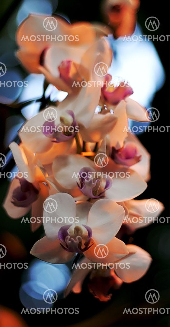 Blooming orchid stem