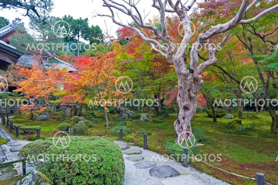 Japanese red maple tree during autumn in garden at Enkoji temple in Kyoto, Japan