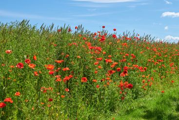 Poppies, outdoor field and natural flowers in...