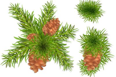Fir Tree Branches 