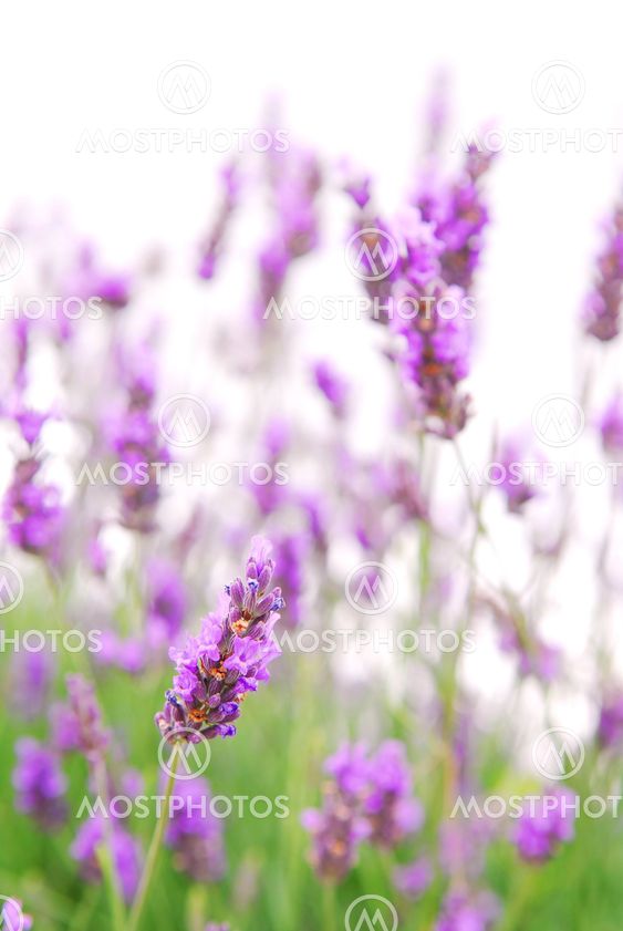 Lavender