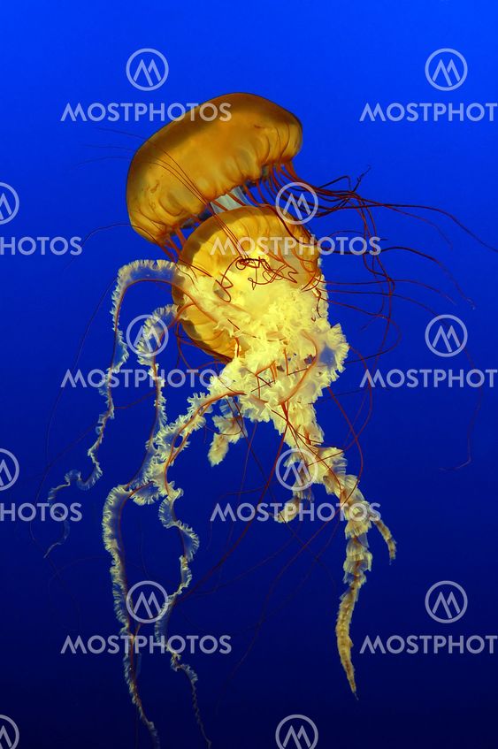 Sea Nettles (Chrysaora quinquecirrha)