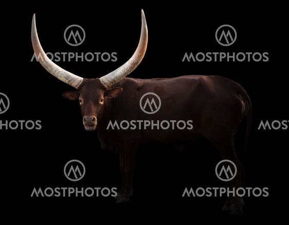 female ankole watusi in dark background