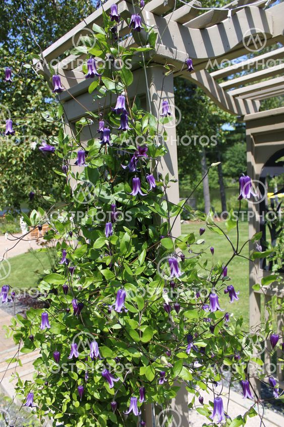 Purple flowers on trellis