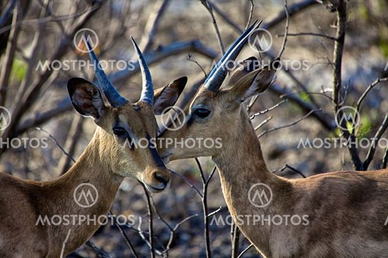 two black faced impala in Etosha National park