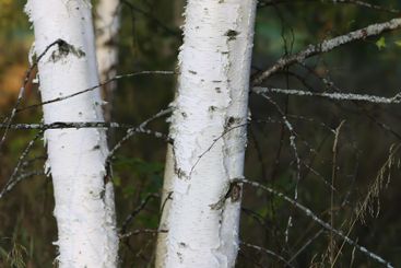 Tranquil autumn nature background in a sunset light....