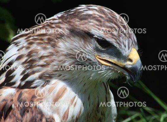 Ferruginous hawk (Buteo regalis)