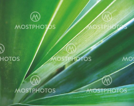 Green radialis