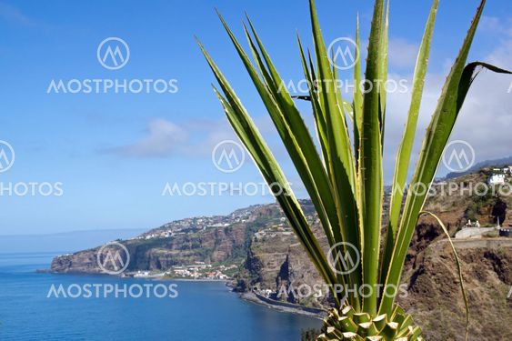 Aloe in front of the Atlantic Ocean Madeira