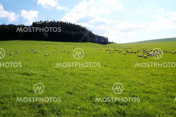 Sheep grazing