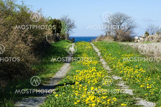 Blossom country road
