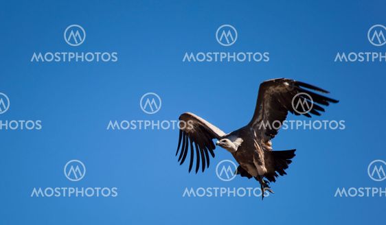 Vulture on fly, Las Merindades, Burgos, Castilla y Leon, Spain