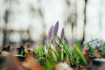 Closeup on three crocus flowers by early spring