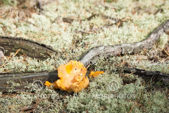 Chanterelle