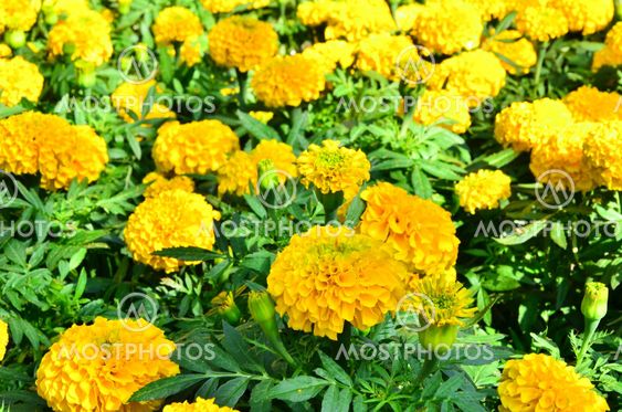 Marigold flower with soft sun in Thailand