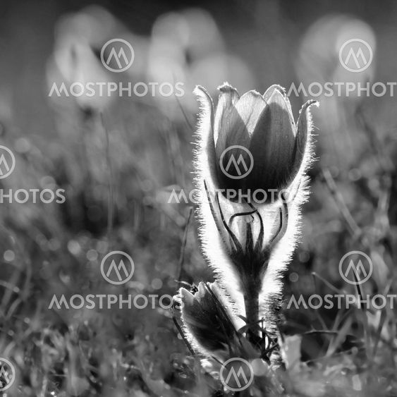 Pasque Flower blooming on spring meadow at the sunset -...
