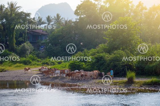 Cattle passing by the Nam Song River in Vang Vieng, popular tourist resort town in Lao PDR.
