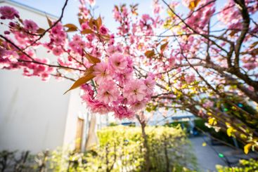 Pink blooming cherry tree in a garden by a house.