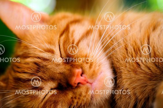 Sleeping Orange Cat