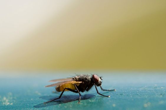 Nasty housefly