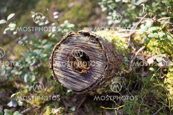 Log with Moss