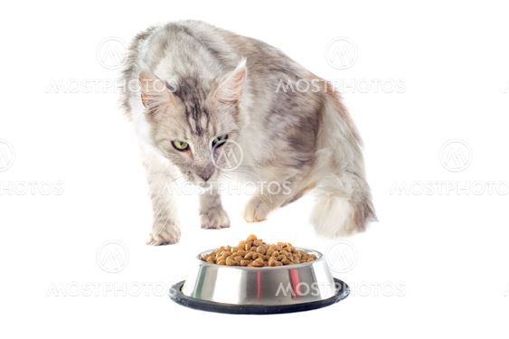 Maine coon kissan ja kissanruokaa