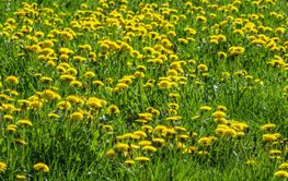Flowering dandelions on a meadow