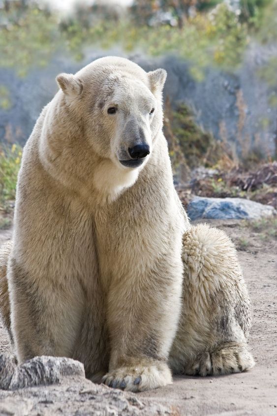 Sitting ice- or polarbear