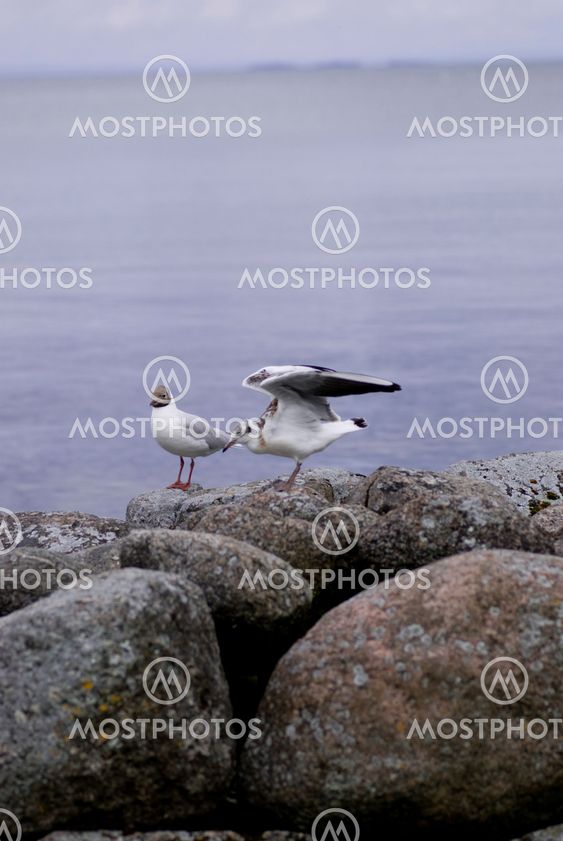 Sea birds