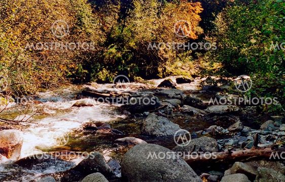 Wood stream