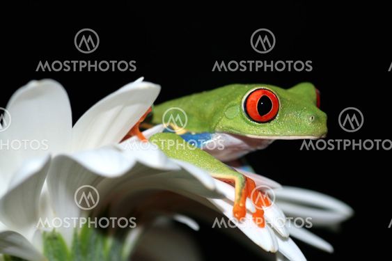 red eyed tree frog
