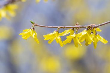 Forsythia. Blooming forsythia bush. Yellow flower on a...