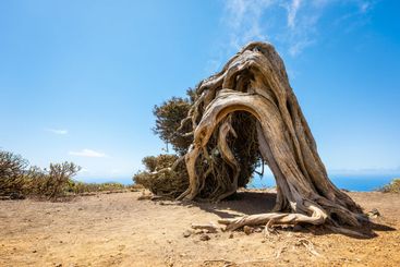 Juniper tree bent by wind. Famous landmark in El Hierro,...