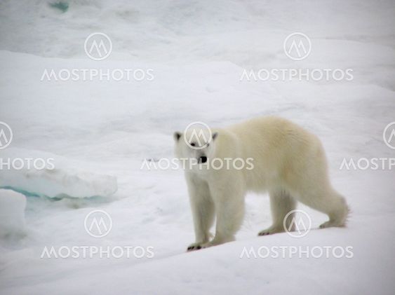 Polar bear