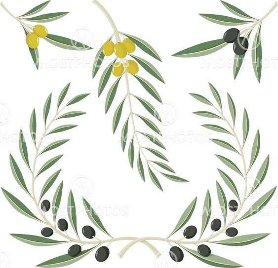 Olive branches