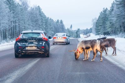 Renar samlas på vägen för att slicka vägsalt medans...