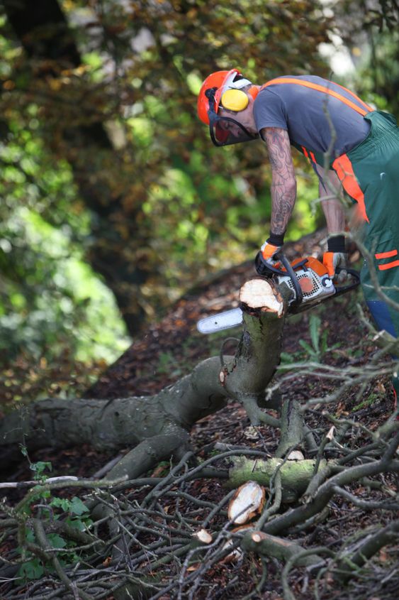 Lumberjack saws road