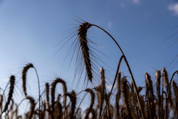 wheat field before harvest in the summer season