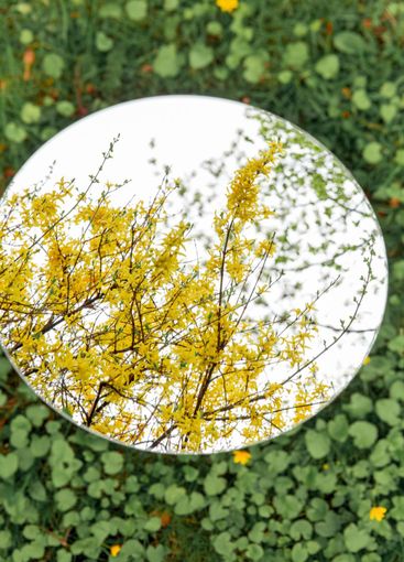 forsythia bush reflection in round mirror