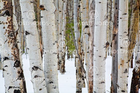 Aspen trees