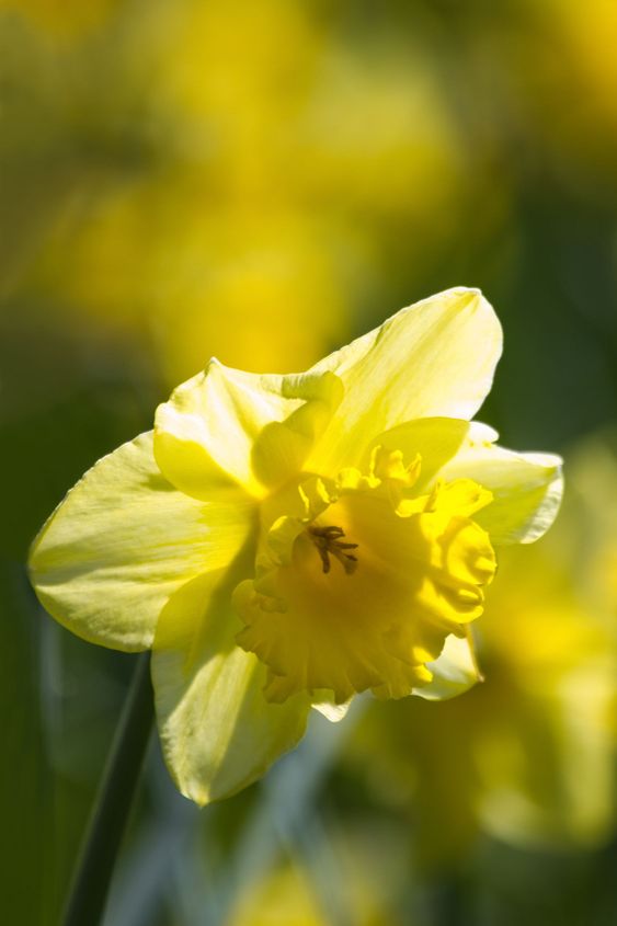 Yellow daffodils blooming in spring