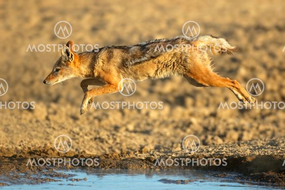 Black-backed jackal jumping over water