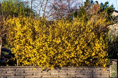 Forsythia buske