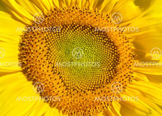 Sunflower.